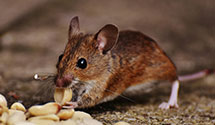 24 Hour & Emergency Exterminators in Dalton, MA